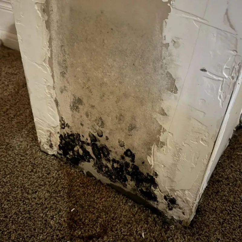 Professional Mold Removal in Garden City, ID